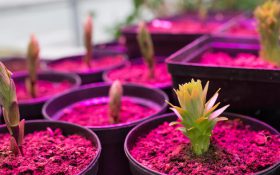 راهنما خرید و انتخاب لامپ رشد گیاه