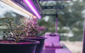 لامپ فلورسنت برای گیاهان | نور مورد نیاز گیاه