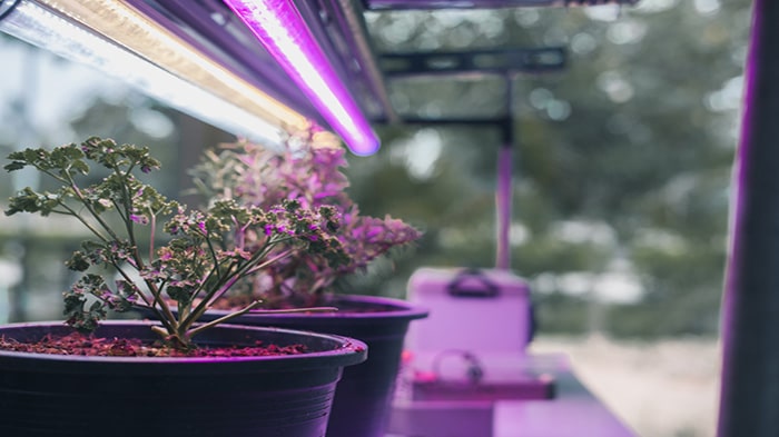 لامپ فلورسنت برای گیاهان | مزایای نور لامپ مهتابی برای رشد گیاه