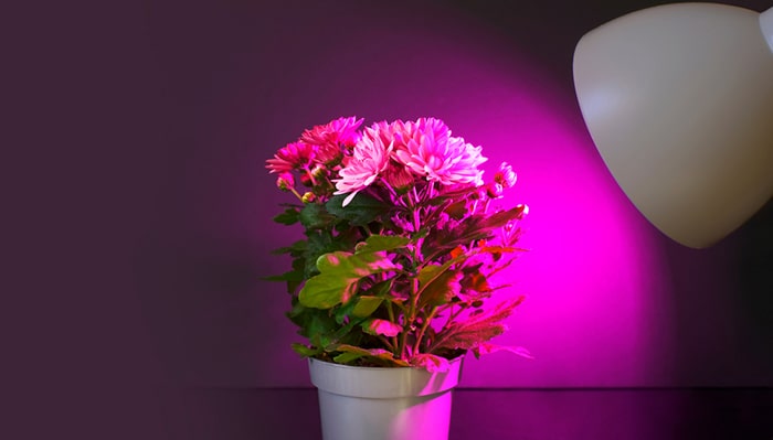 رنگ نور لامپ رشد گیاه