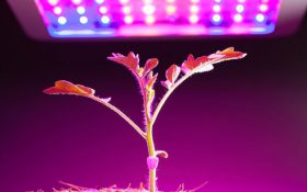 رنگ نور لامپ رشد گیاه