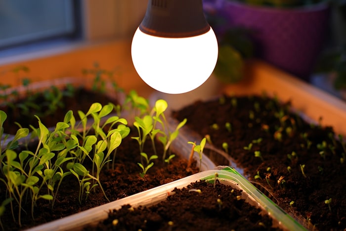 نور زرد برای لامپ رشد گیاه
