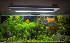 نورپردازی آکواریوم | تجهیزات روشنایی آکواریوم