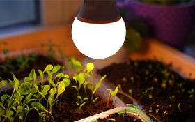 بهترین مارک لامپ رشد گیاه | بررسی برندها