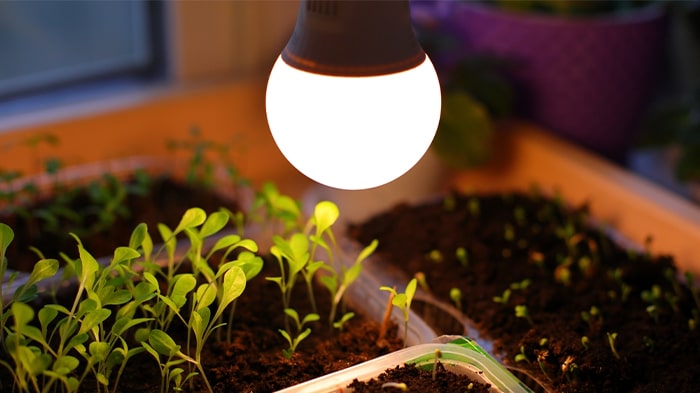 بهترین مارک لامپ رشد گیاه