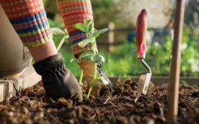 آشنایی با دستکش باغبانی