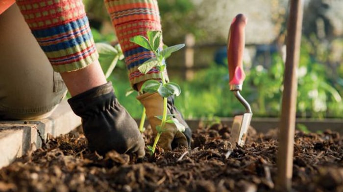 آشنایی با دستکش باغبانی