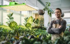 عوارض و مضرات لامپ رشد گیاه برای انسان