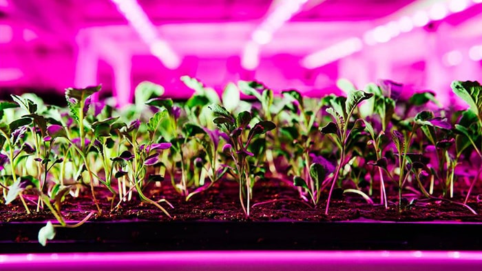 عوارض لامپ رشد گیاه برای چشم انسان